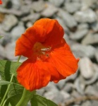 image of flower