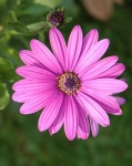 image of flower