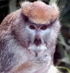 image of patas
