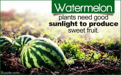 image of watermelon
