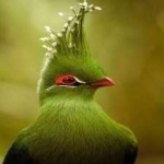 image of bird