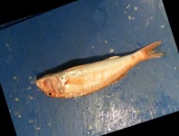 image of fish