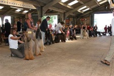 image of afghan_hound