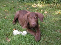 image of chesapeake_bay_retriever