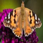 image of animal