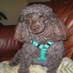 image of poodle #11