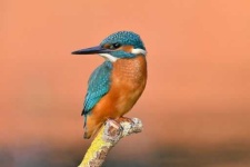 image of kingfisher