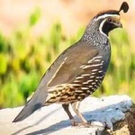 image of bird