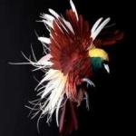 image of bird