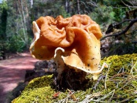 image of gyromitra