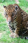 image of jaguar_car