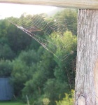 image of spider_web