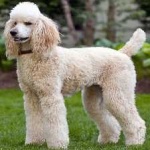 image of poodle #8