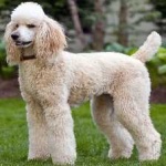 image of animal