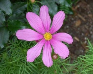 image of flower