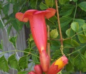 image of flower