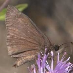 image of animal