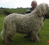 image of komondor