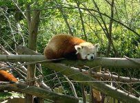 image of lesser_panda