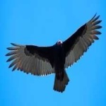 image of bird