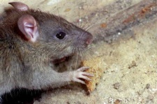 image of rat #10