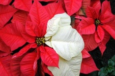 image of poinsettia #29