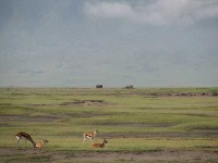 image of impala