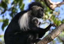 image of colobus