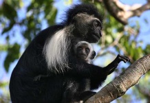 image of colobus #5