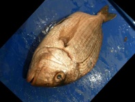 image of red_sea_bream #1