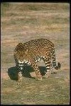 image of animal