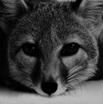 image of grey_fox