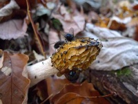 image of stinkhorn