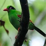 image of bird