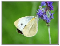 image of cabbage_butterfly