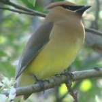 image of bird