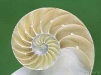 image of chambered_nautilus