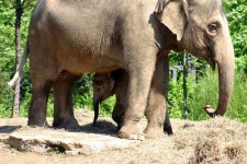image of indian_elephant