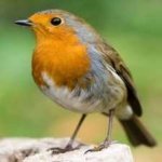 image of bird