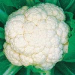 image of cauliflower