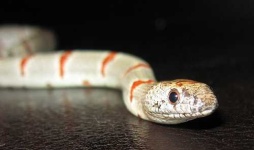 image of king_snake