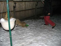 image of soft_coated_wheaten_terrier