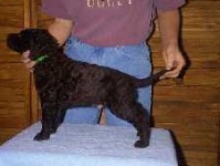 image of curly_coated_retriever