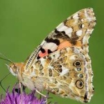image of animal