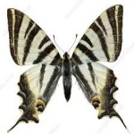 image of animal