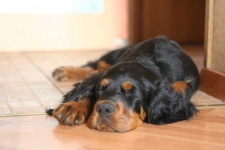 image of gordon_setter