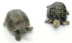 image of box_turtle