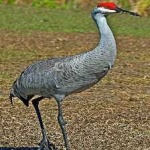 image of bird