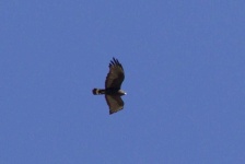 image of animal