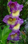 image of flower